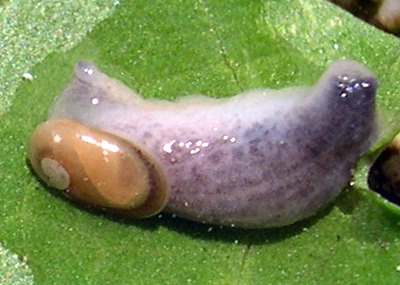 Daudebardia sp.